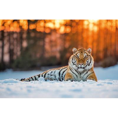 Siberian Tiger - Personalised Christmas Cards